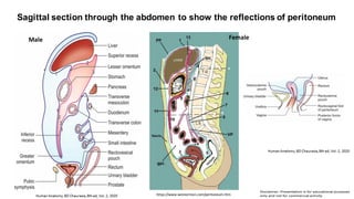 Sagittal section through the abdomen to show the reflections of peritoneum
Male Female
https://www.wesnorman.com/peritoneum.htm
 