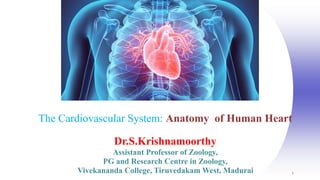 1
The Cardiovascular System: Anatomy of Human Heart
Dr.S.Krishnamoorthy
Assistant Professor of Zoology,
PG and Research Centre in Zoology,
Vivekananda College, Tiruvedakam West, Madurai
 