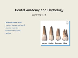 Classification of Teeth:
• Incisors (central and lateral)
• Canines (cuspids)
• Premolars (bicuspids)
• Molars
Dental Anatomy and Physiology
Identifying Teeth
Incisor Canine Premolar Molar
 