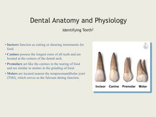 Dental Anatomy and Physiology
Identifying Teeth2
Incisor Canine Premolar Molar
• Incisors function as cutting or shearing instruments for
food.
• Canines possess the longest roots of all teeth and are
located at the corners of the dental arch.
• Premolars act like the canines in the tearing of food
and are similar to molars in the grinding of food.
• Molars are located nearest the temporomandibular joint
(TMJ), which serves as the fulcrum during function.
 