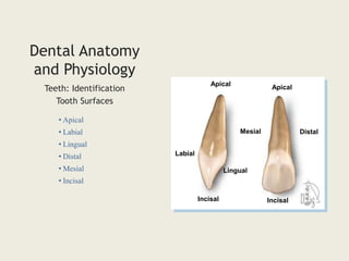 Dental Anatomy
and Physiology
• Apical
• Labial
• Lingual
• Distal
• Mesial
• Incisal
Teeth: Identification
Tooth Surfaces
Labial
Apical
Lingual
Distal
Apical
Mesial
Incisal Incisal
 