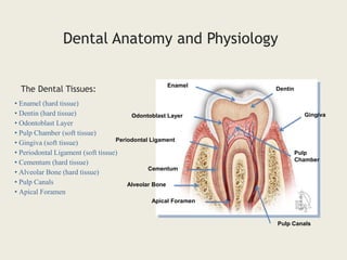 Enamel
Alveolar Bone
Pulp
Chamber
Dental Anatomy and Physiology
• Enamel (hard tissue)
• Dentin (hard tissue)
• Odontoblast Layer
• Pulp Chamber (soft tissue)
• Gingiva (soft tissue)
• Periodontal Ligament (soft tissue)
• Cementum (hard tissue)
• Alveolar Bone (hard tissue)
• Pulp Canals
• Apical Foramen
The Dental Tissues: Dentin
Odontoblast Layer Gingiva
Periodontal Ligament
Cementum
Pulp Canals
Apical Foramen
 