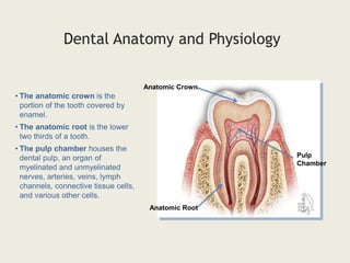Anatomic Crown
Anatomic Root
Pulp
Chamber
Dental Anatomy and Physiology
• The anatomic crown is the
portion of the tooth covered by
enamel.
• The anatomic root is the lower
two thirds of a tooth.
• The pulp chamber houses the
dental pulp, an organ of
myelinated and unmyelinated
nerves, arteries, veins, lymph
channels, connective tissue cells,
and various other cells.
 