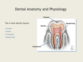• Enamel
• Dentin
• Cementum
• Dental Pulp
The 4 main dental tissues:
Dental Anatomy and Physiology
Enamel
Dentin
Cementum
Dental Pulp
 
