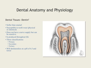 • Softer than enamel
• Susceptible to tooth wear (physical
or chemical)
• Does not have a nerve supply but can
be sensitive
• Is produced throughout life
• Three classifications
• Primary
• Secondary
• Tertiary
• Will demineralize at a pH of 6.5 and
lower
Dental Tissues—Dentin2
Dental Anatomy and Physiology
 