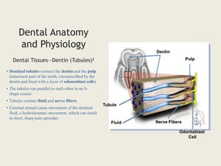 Dentin
Pulp
Tubule
Fluid Nerve Fibers
Odontoblast
Cell
Dental Anatomy
and Physiology
Dental Tissues—Dentin (Tubules)2
• Dentinal tubules connect the dentin and the pulp
(innermost part of the tooth, circumscribed by the
dentin and lined with a layer of odontoblast cells)
• The tubules run parallel to each other in an S-
shape course
• Tubules contain fluid and nerve fibers
• External stimuli cause movement of the dentinal
fluid, a hydrodynamic movement, which can result
in short, sharp pain episodes
 