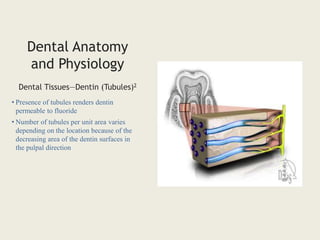 Dental Anatomy
and Physiology
• Presence of tubules renders dentin
permeable to fluoride
• Number of tubules per unit area varies
depending on the location because of the
decreasing area of the dentin surfaces in
the pulpal direction
Dental Tissues—Dentin (Tubules)2
 