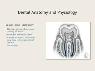 Dental Anatomy and Physiology
• Thin layer of mineralized tissue
covering the dentin
• Softer than enamel and dentin
• Anchors the tooth to the alveolar
bone along with the periodontal
ligament
• Not sensitive
Dental Tissue—Cementum2
 