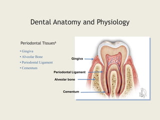 • Gingiva
• Alveolar Bone
• Periodontal Ligament
• Cementum
Periodontal Tissues6
Dental Anatomy and Physiology
Gingiva
Alveolar bone
Cementum
Periodontal Ligament
 