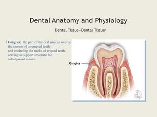 • Gingiva: The part of the oral mucosa overlying
the crowns of unerupted teeth
and encircling the necks of erupted teeth,
serving as support structure for
subadjacent tissues.
Dental Tissue—Dental Tissue6
Dental Anatomy and Physiology
Gingiva
 