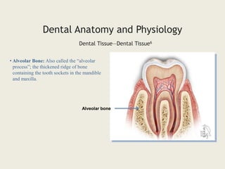 • Alveolar Bone: Also called the “alveolar
process”; the thickened ridge of bone
containing the tooth sockets in the mandible
and maxilla.
Dental Tissue—Dental Tissue6
Dental Anatomy and Physiology
Alveolar bone
 