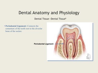 • Periodontal Ligament: Connects the
cementum of the tooth root to the alveolar
bone of the socket.
Dental Tissue—Dental Tissue6
Dental Anatomy and Physiology
Periodontal Ligament
 