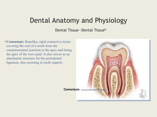 • Cementum: Bonelike, rigid connective tissue
covering the root of a tooth from the
cementoenamel junction to the apex and lining
the apex of the root canal. It also serves as an
attachment structure for the periodontal
ligament, thus assisting in tooth support.
Dental Tissue—Dental Tissue6
Dental Anatomy and Physiology
Cementum
 
