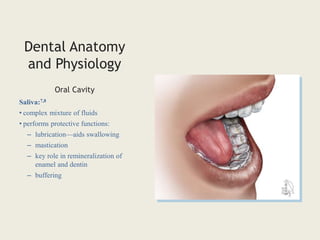 Dental Anatomy
and Physiology
Saliva:7,8
• complex mixture of fluids
• performs protective functions:
– lubrication—aids swallowing
– mastication
– key role in remineralization of
enamel and dentin
– buffering
Oral Cavity
 
