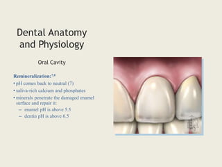 Dental Anatomy
and Physiology
Remineralization:7,8
• pH comes back to neutral (7)
• saliva-rich calcium and phosphates
• minerals penetrate the damaged enamel
surface and repair it:
– enamel pH is above 5.5
– dentin pH is above 6.5
Oral Cavity
 