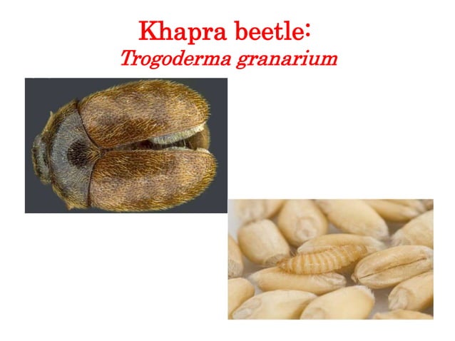 Dr.S.K Stored Product Insect Pests.pptx