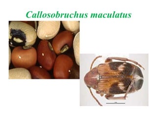 Dr.S.K Stored Product Insect Pests.pptx
