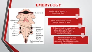 Dr.Ashish Mishra Seminar Thyroid disorders [Autosaved].pdf