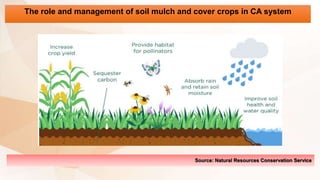 The role and management of soil mulch and cover crops in CA system
Source: Natural Resources Conservation Service
 