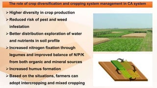 The role of crop diversification and cropping system management in CA system
Higher diversity in crop production
Reduced risk of pest and weed
infestation
Better distribution exploration of water
and nutrients in soil profile
Increased nitrogen fixation through
legumes and improved balance of N/P/K
from both organic and mineral sources
Increased humus formation
Based on the situations, farmers can
adopt intercropping and mixed cropping
 