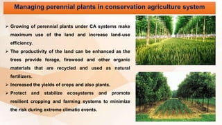 Managing perennial plants in conservation agriculture system
 Growing of perennial plants under CA systems make
maximum use of the land and increase land-use
efficiency.
 The productivity of the land can be enhanced as the
trees provide forage, firewood and other organic
materials that are recycled and used as natural
fertilizers.
 Increased the yields of crops and also plants.
 Protect and stabilize ecosystems and promote
resilient cropping and farming systems to minimize
the risk during extreme climatic events.
 