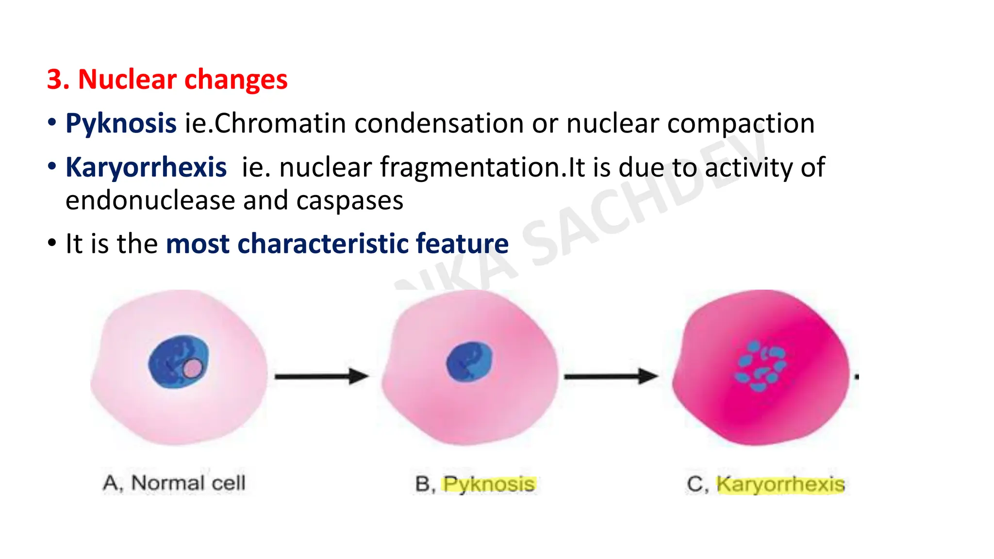 General pathology.pdf by Miss Priyanka sachdev | PDF