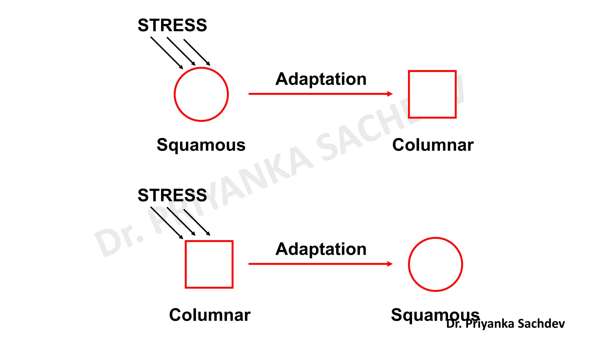 General Pathology pdf By Miss Priyanka Sachdev PDF General Pathology Pdf By Miss Priyanka Sachdev Pdf