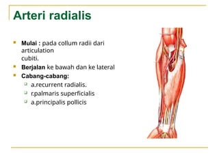 dr. Iqbal Sistema Vasa Vasorum Extremitas Superior.pptx
