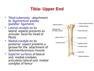 Upper limb boneeeeeeeeeeeeeeeeeeeeeeeeeeee | PPTX