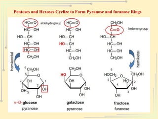 Pentoses and Hexoses Cyclize to Form Pyranose and furanose Rings
 