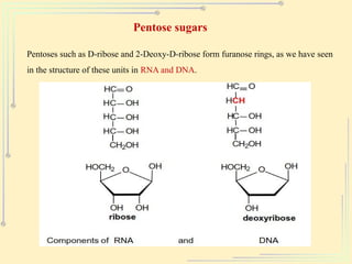 Pentose sugars
Pentoses such as D-ribose and 2-Deoxy-D-ribose form furanose rings, as we have seen
in the structure of these units in RNA and DNA.
 
