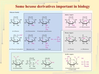 Some hexose derivatives important in biology
 