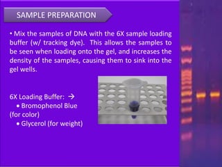 Dr. Preeti Chandurkar ppt on Agarose gel electrophoresis.pdf