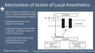 Mechanism of Action of Local Anesthetics
• Act on sodium channels in nerve
fibers - prevent channel activation
and block the passage of sodium
• Inhibit depolarization and
impulse conduction
• Conduction begins at the nodes
of Ranvier - provides a point of
entry into the axon
• Small myelinated axons, large
myelinated axons, then
unmyelinated axons
*Local Anesthetics bind to the inner portion of the sodium channel
Most exist as a weak base.
 