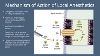 Mechanism of Action of Local Anesthetics
• Changes to uncharged form
for entry into the nerve
• Recharges and binds to
intraneural aspect of the
channel
• Mechanical blockade of
sodium
• PKa of the local anesthetic
determines how much of the
drug is in the uncharged form
• Lipophilicity increases potency,
and increased protein binding
increases the duration of
action
 