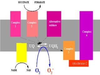 Free Radicals in Human System: A way to understand | PPT