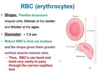 Comprehensive Overview of Blood Physiology and Hematology | PPT