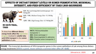 Yak Rumen Impact of Dietary Lipid Sources on Rumen Metabolism and Milk Production ...