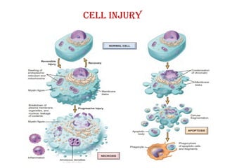 Comprehensive Overview of Cell Injury, Death, and Adaptation Mechanisms ...
