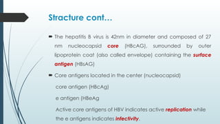 Comprehensive Overview of Hepatitis B Virus: History, Structure ...
