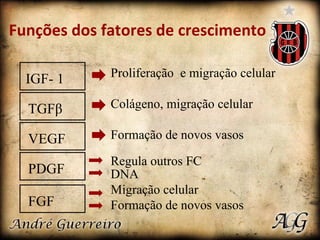 Funções dos fatores de crescimento IGF- 1 TGFβ VEGF PDGF FGF Proliferação  e migração celular Colágeno, migração celular Formação de novos vasos Regula outros FC DNA Migração celular Formação de novos vasos 