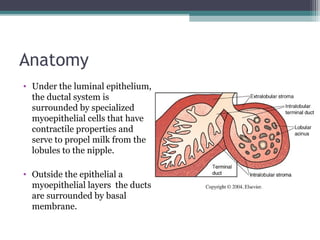 Anatomy
• Under the luminal epithelium,
  the ductal system is
  surrounded by specialized
  myoepithelial cells that have
  contractile properties and
  serve to propel milk from the
  lobules to the nipple.

• Outside the epithelial a
  myoepithelial layers the ducts
  are surrounded by basal
  membrane.
 