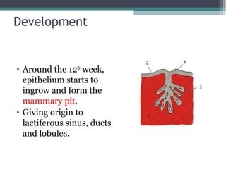 Development


• Around the 12th week,
  epithelium starts to
  ingrow and form the
  mammary pit.
• Giving origin to
  lactiferous sinus, ducts
  and lobules.
 