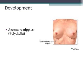 Development



• Accessory nipples
  (Polythelia)
 