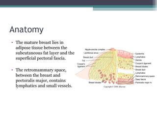 Anatomy
• The mature breast lies in
  adipose tissue between the
  subcutaneous fat layer and the
  superficial pectoral fascia.

• The retromammary space,
  between the breast and
  pectoralis major, contains
  lymphatics and small vessels.
 