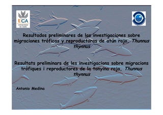 Resultados preliminares de las investigaciones sobre
migraciones tróficas y reproductoras de atún rojo, Thunnus
                          thynnus
                           h


Resultats preliminars de les investigacions sobre migracions
  tròfiques i reproductores de la tonyina roja, Thunnus
      fq         p                     y      j ,
                          thynnus

Antonio Medina
 