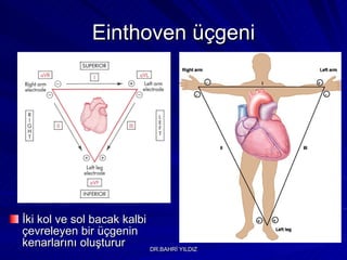 Einthoven üçgeni İki kol ve sol bacak kalbi çevreleyen bir üçgenin kenarlarını oluşturur 