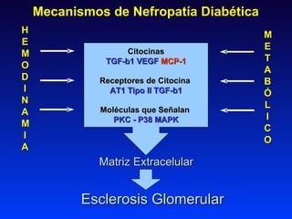 METABÓLICO HEMODINAMIA Mecanismos de Nefropatía Diabética Citocinas TGF-b1 VEGF   MCP-1 Receptores de Citocina   AT1 Tipo ...