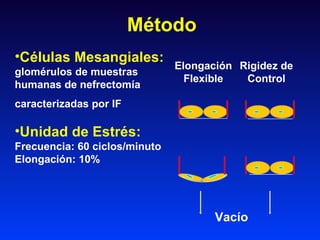 Método <ul><li>Células Mesangiales: </li></ul><ul><li>glomérulos de muestras </li></ul><ul><li>humanas de nefrectomía  </l...