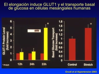 El elongación induce GLUT1 y el transporte basal de glucosa en células mesangiales humanas Gnudi et al  Hypertension  2003 